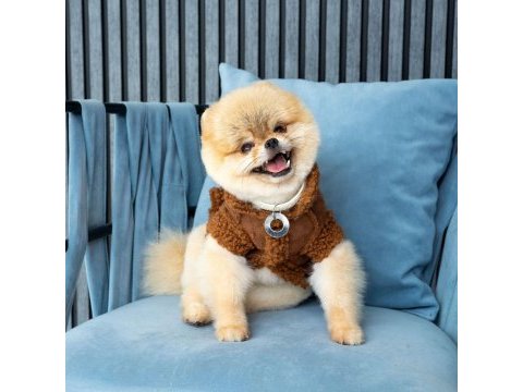 Show kalite orjinal teddy bear pomeranian boo