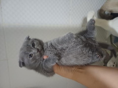 2 aylık anne baba orjinal kediler