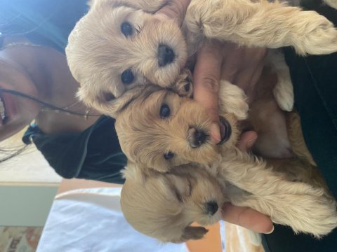 Toy poodle bebekleri