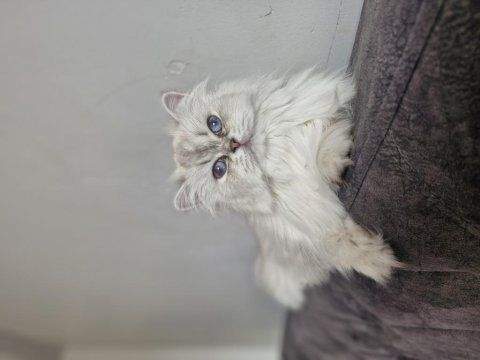 Kısır british longhair ücretsiz sahiplendirme