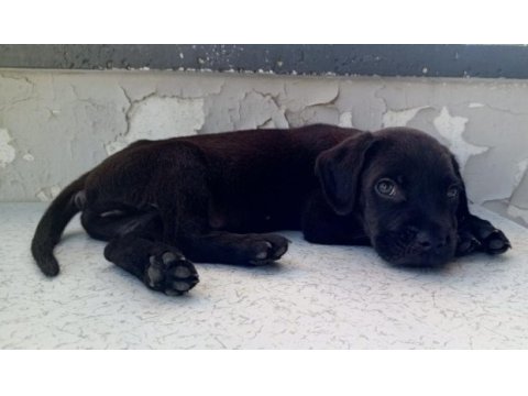 Cane corso black italyan mastifi