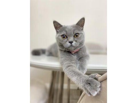 British shorthair