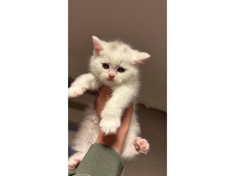Son iki scottish fold kardeş yeni yuvalarını arıyor