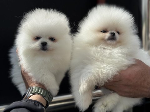 Petmode köpek çiftliğinden ziyarete açık pomeranian