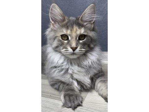 Full şecereli yavru maine coon - dişi