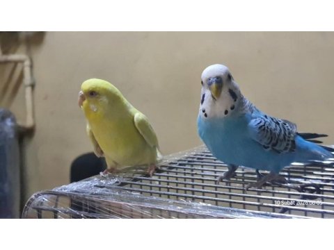 Kanarya sarısı dişi muhabbet kuşu 11 aylık