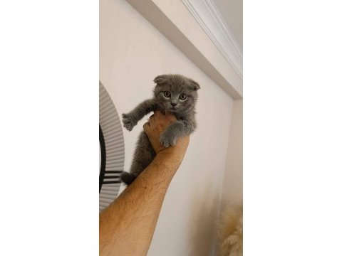 British shorthair bebekler