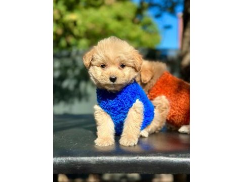 Irk garantili maltipoo yavrular