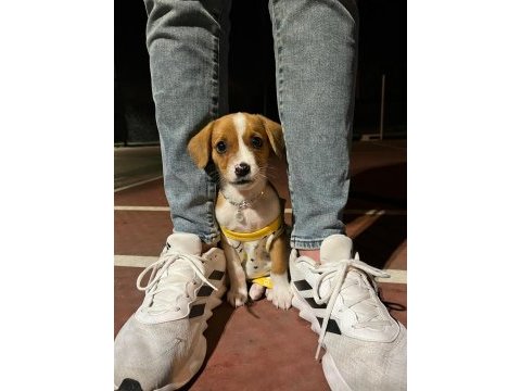 Yunan koloni köpeği 2.5 aylık