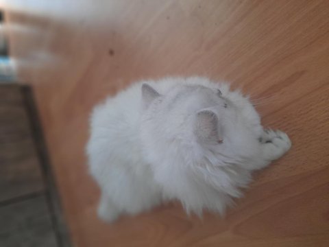 İran kedisi dünyalar tatlısı