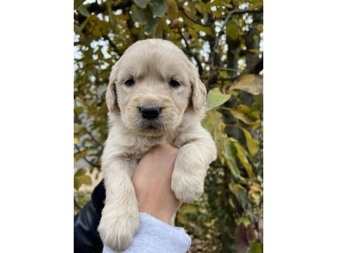 Bebek yüzlü golden retriever yavrular