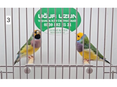 Her renk iri jumbo gouldian finch (gökkuşağı ispinozu)