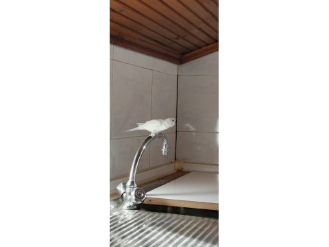 Safkan beyaz muhabbet kuşları