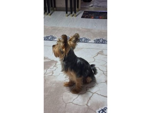 Yakışıklı erkek yorkshire terrier