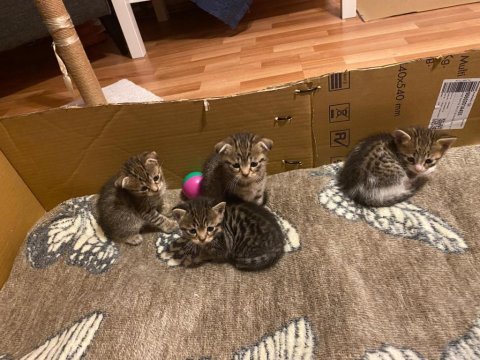 Scottish fold anneden 4 erkek bebek