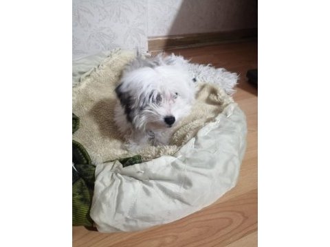 Morkie 6 aylık