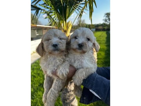 Maltipoo bebekler
