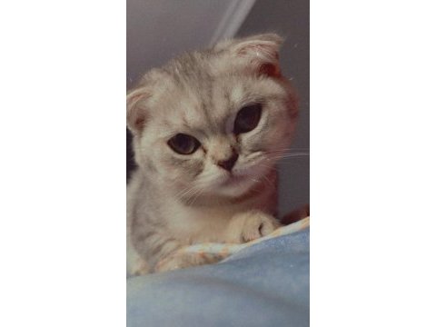 Tuvalet eğitimli scottish fold yavrumuz yeni yuvasını arıyor
