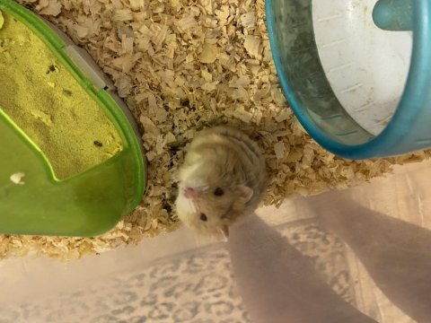 Ücretsiz hamster sahiplendiriyoruz