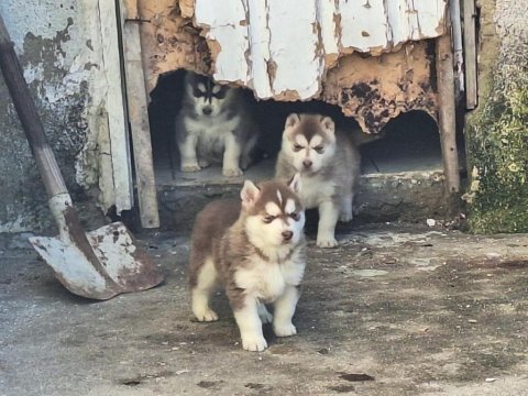 1 dişi ve 1 erkek kızıl husky yavrular