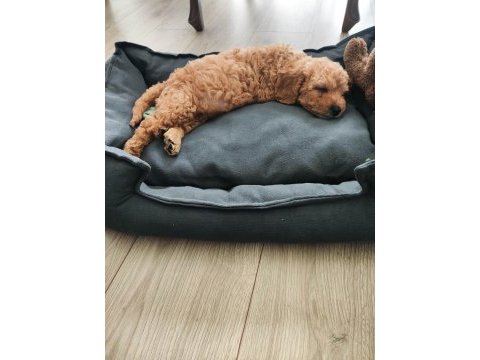 2 aylık poodle