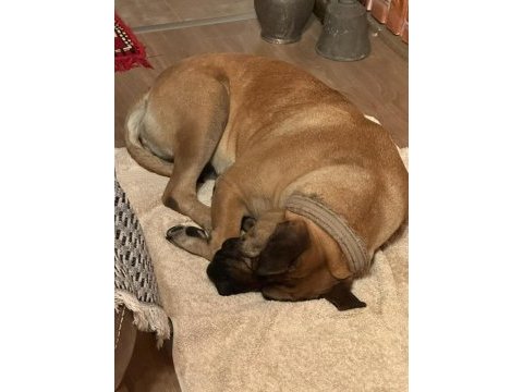 5 yaşında sakin kısır dişi çipli presa canario