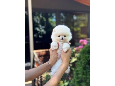 Sağlık ve ırk garantili pomeranian