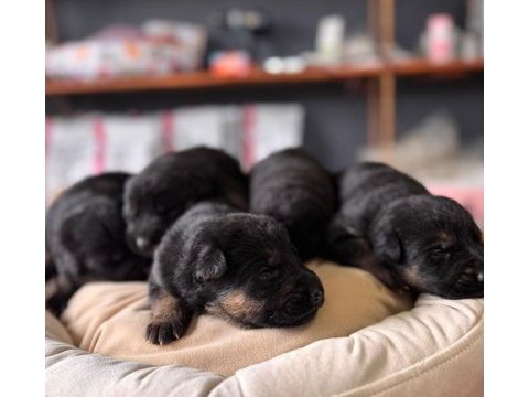 Kaliteli alman kurdu bebeklerimiz için acele edin