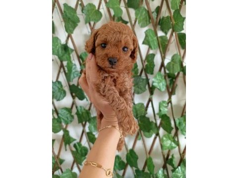 Saf toy poodle nadir kalite