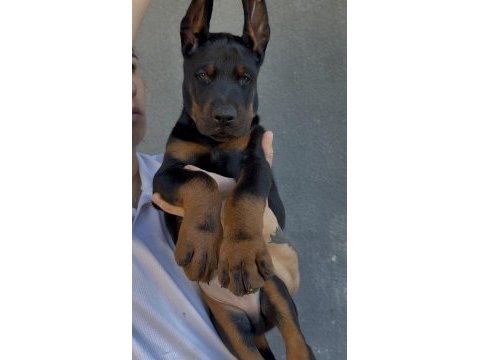 Şecereli european doberman