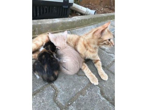 Yavrulara yuva arıyorum