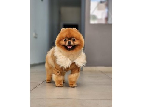 Şampiyon efsane erkek yetişkin pomeranian