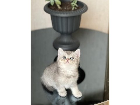 Evinizin neşesi olacak british shorthair silver