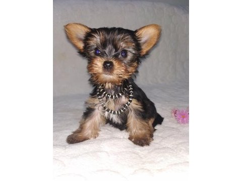 Mini boy teacup yorkshire terrier yavrular