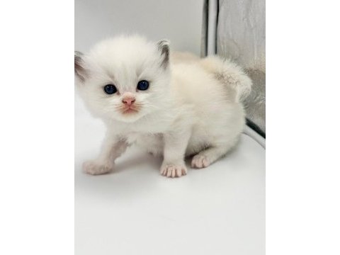 Şampiyon anne ve babanın safkan ragdoll bebekleri