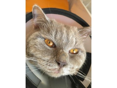 British kedi