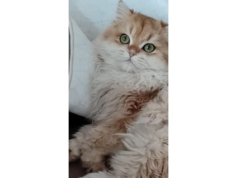 Blh ny12 golden full şecereli british longhair