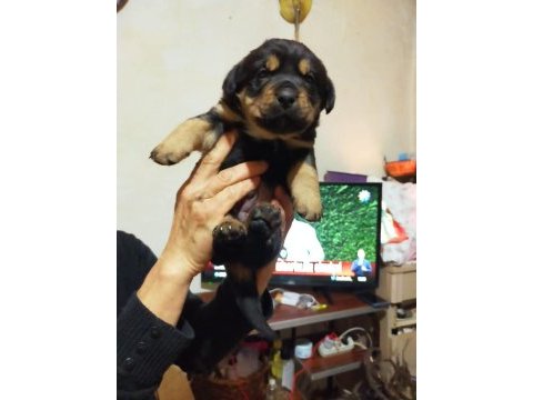 Rottweiler yavrularımız