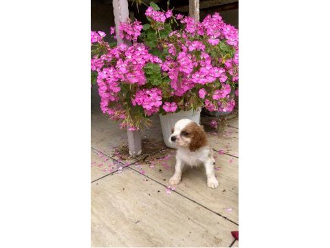 Çok özel cavalier king charles uygundan verilecek