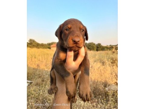Orjinal king doberman yavrular