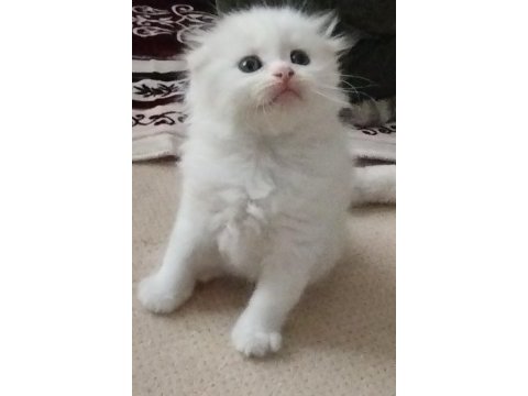 Köpük balım scottish fold
