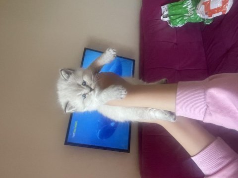 Orjinal british shorthair yavru