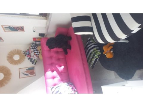 6 aylık dişi toy poodle