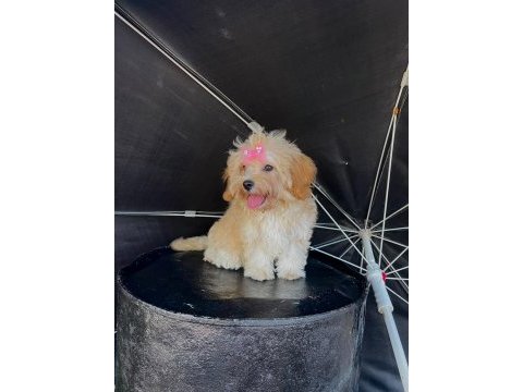 Orjinal maltipoo yavrular