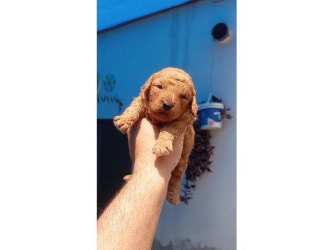 Toy poodle köpeği