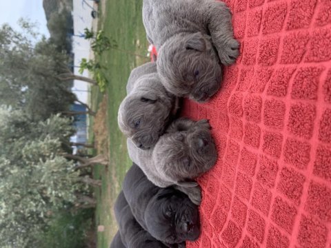Mükemmel cane corso