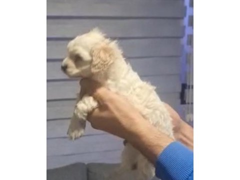 Maltipoo yavrularımız teslime hazır