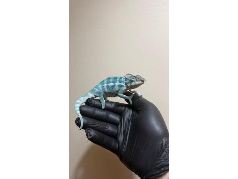 Çok özel mavi panter bukalemun