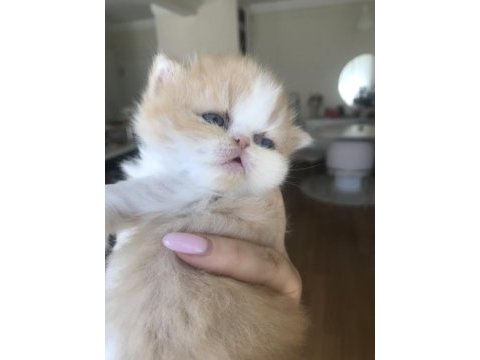 Sevimli exotic shorthair yavru
