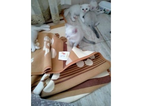 Kediler rezerve hazır scottish fold